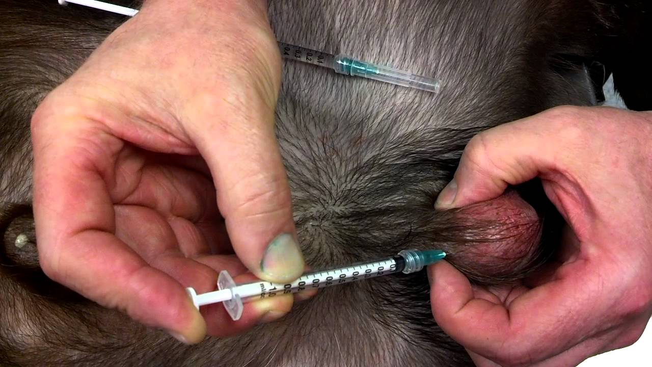 A new method to neuter your dog without removing his balls