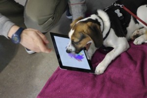 Dogs can use several apps to draw and paint.