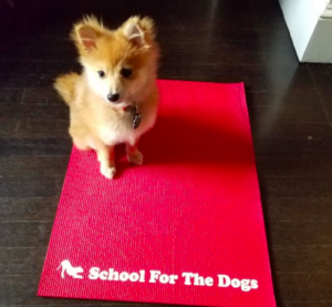 dog mat for work
