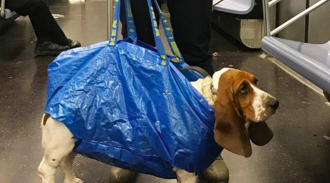 dog in ikea bag on subway