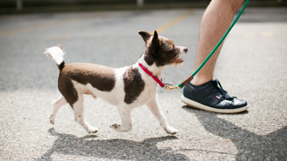 photo of a puppy walking on a leash with their owner.