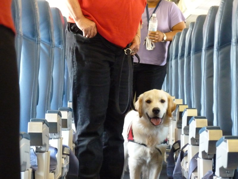 airplane dog