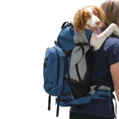 Dog in a backpack