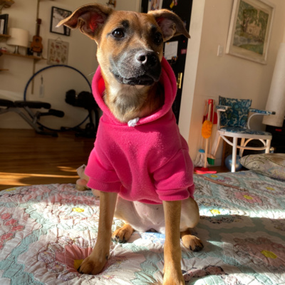 dog wearing hoodie