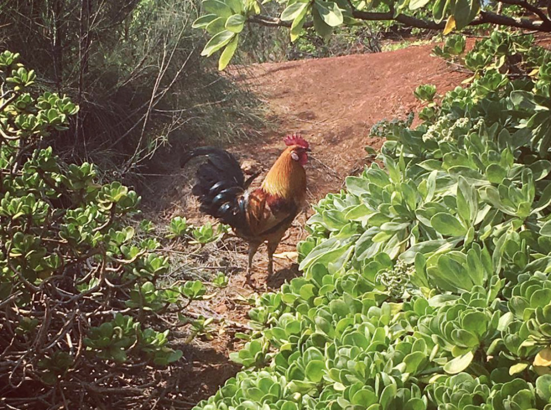 rooster feral