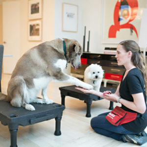 woman training a dog