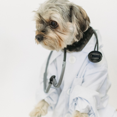 dog dressed as a doctor