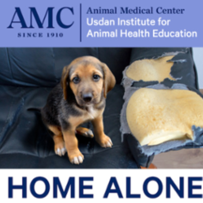 Animal Medical Center Presentation on Separation Anxiety