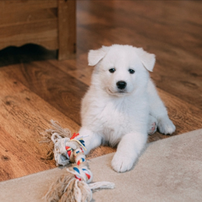 white puppy with rope toy