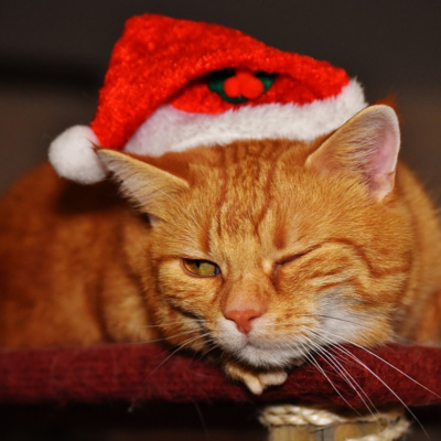 cat wearing christmas hat