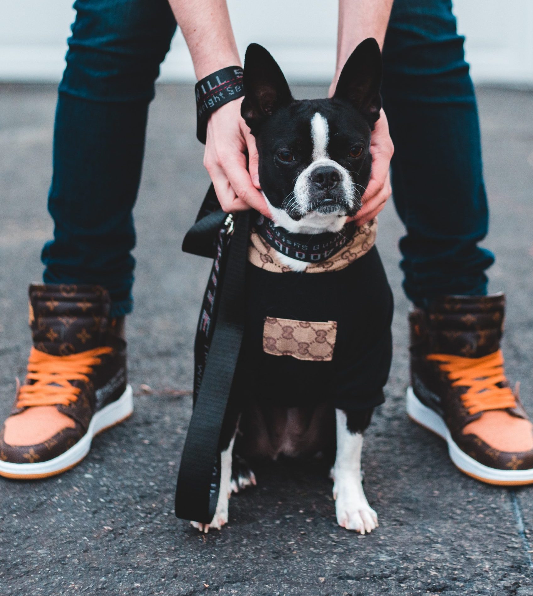 Boston terrier dog on street sitting between a person's legs